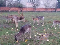 Daňci