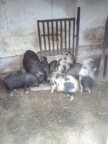 Selata