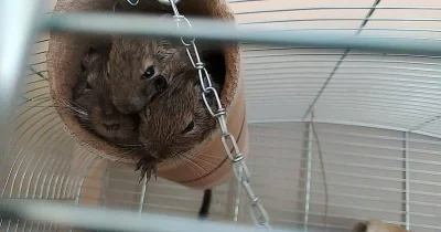 osmák degu