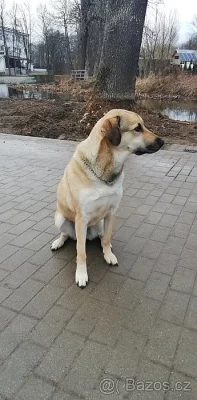 Daruji pejska