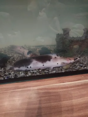 Prodám 4 kusy Keříčkovce žabího