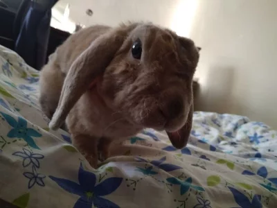 Daruji zakrslého králíka beránka do dobrých rukou