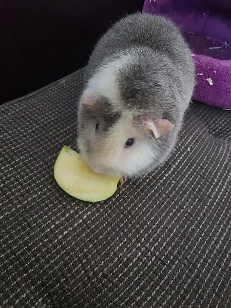 Daruji Teddy morčátko