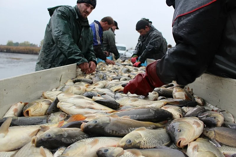Prodám 600 kg násady kapra (0,35kg/ks, starožďárský šupináč)