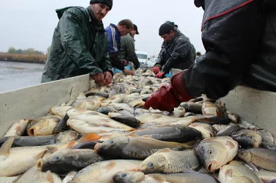 Prodám 600 kg násady kapra (0,35kg/ks), 12q plůdku (50g/ks)
