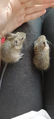 Osmák degu