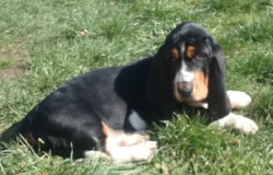 Basset hound