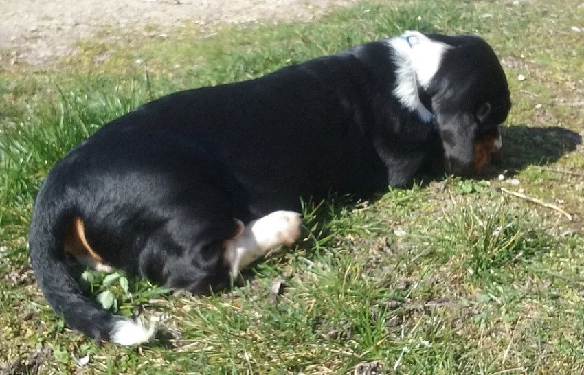 Basset hound