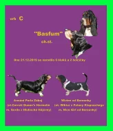 Basset hound