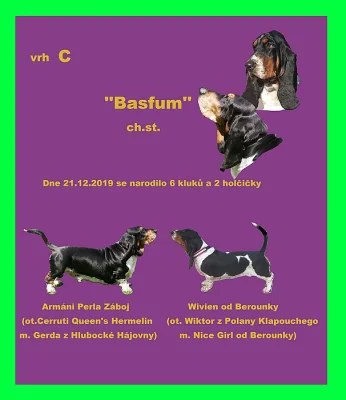 Basset hound