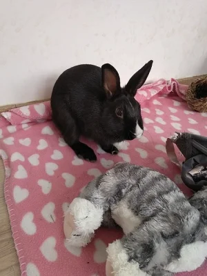 Krásný Králíček
