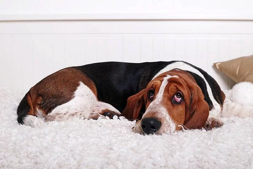 Basset hound s PP na prodej