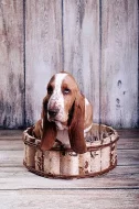 Basset hound s PP na prodej