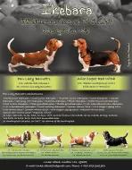 Basset hound s PP na prodej