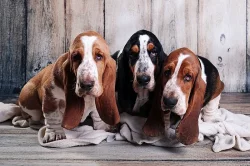 Basset hound s PP na prodej