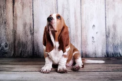 Basset hound s PP na prodej