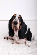 Basset hound s PP na prodej