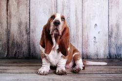 Basset hound s PP na prodej