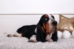 Basset hound s PP na prodej