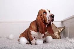 Basset hound s PP na prodej