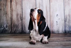 Basset hound s PP na prodej