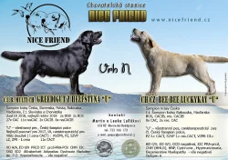 Štěňátka labradorského retrívra