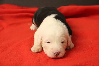 BOBTAIL štěňata