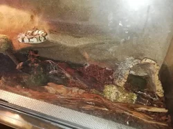 Prodám krajtu královskou s veškerým vybavením