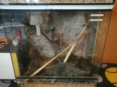 Užovky červené + terárium