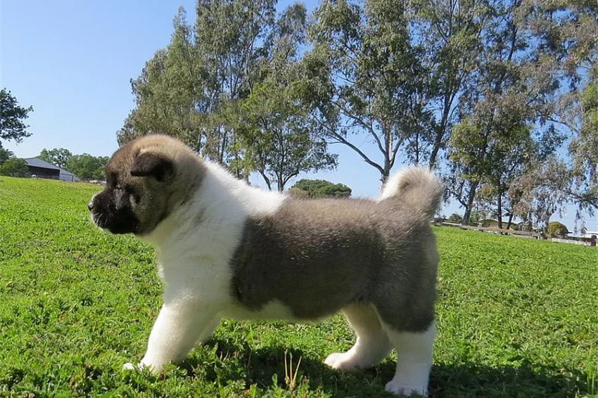 Štěňata Akita