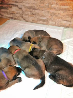 Prodám štěňátka Bo Malinois s PP