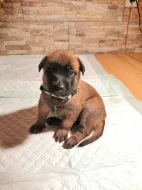 Prodám štěňátka Bo Malinois s PP