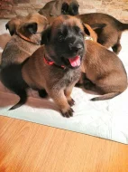 Prodám štěňátka Bo Malinois s PP