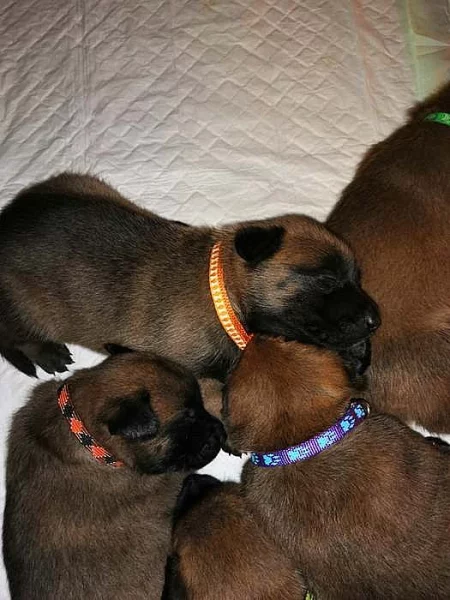 Prodám štěňátka Bo Malinois s PP