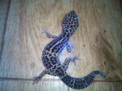 Gekončík noční - Eublepharis macularius