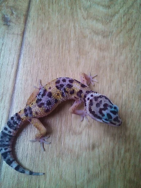 Gekončík noční - Eublepharis macularius