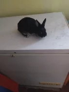 Prodám zkr. Bílo pesikaté černé
