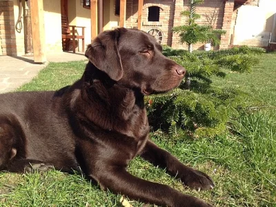 Čokoládová štěňata Labrador retriever s PP