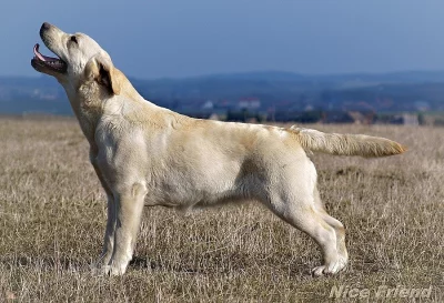 Štěňátka labradorského retrívra