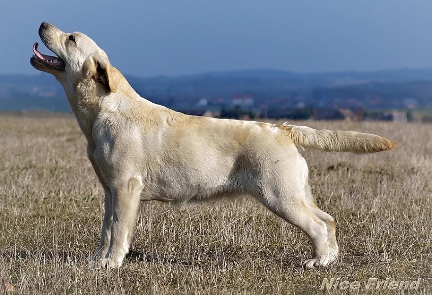 Štěňátka labradorského retrívra