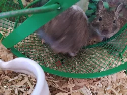 Mláďata- Osmák degu