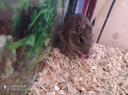 Mláďata- Osmák degu