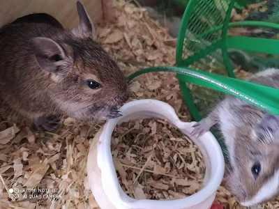 Mláďata- Osmák degu