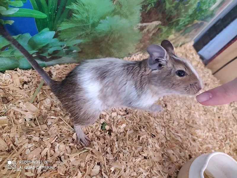 Mláďata- Osmák degu