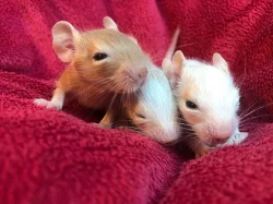 Osmák degu - bílá a písková miminka ze Sweet Degus