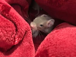 Osmák degu - bílá a písková miminka ze Sweet Degus
