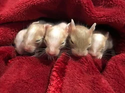 Osmák degu - bílá a písková miminka ze Sweet Degus