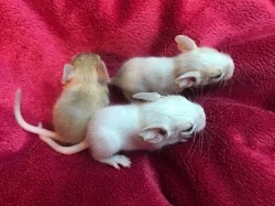Osmák degu - bílá a písková miminka ze Sweet Degus