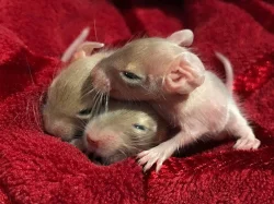 Osmák degu - bílá a písková miminka ze Sweet Degus
