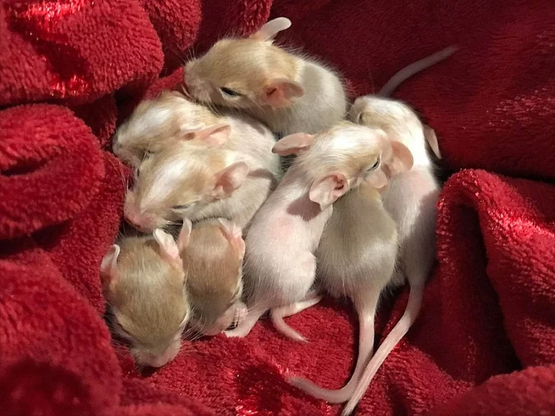 Osmák degu - bílá a písková miminka ze Sweet Degus